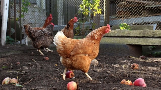 Šalyje užfiksuotas pirmas paukščių gripo atvejis – patarimai ūkininkams, kaip apsaugoti gyvūnus