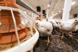 Vištienos kokybę lemia paukščių auginimo sąlygos