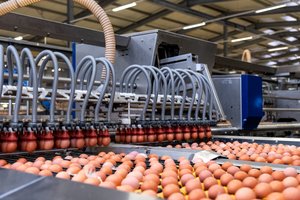 Ar žinote, kaip išsirinkti kokybiškus kiaušinius?