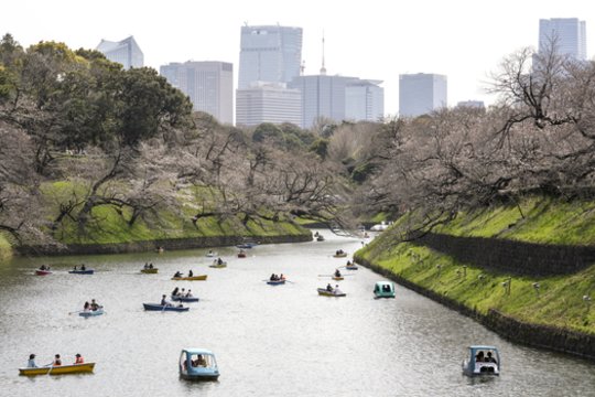 Sakurų žydėjimas Tokijuje. <br>EPA-ELTA nuotr. 