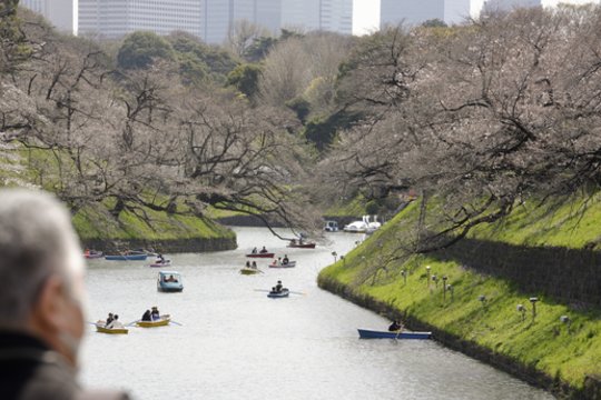 Sakurų žydėjimas Tokijuje. <br>EPA-ELTA nuotr. 