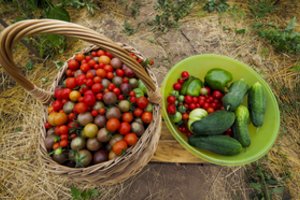 Viceministras: rusiškų agurkų ir pomidorų patekimą į Lietuvą sustabdytų ES ribojimai