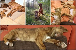 Šuns diena: ačiū Borai, Kopai ir Dosai už kelionę per gyvenimą