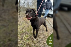 Iš vienų rankų į kitas keliavusi jauna gražuolė trokšta tikrų namų: įspėja – teks užsiimti