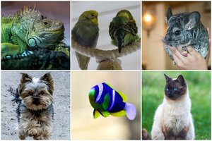 Koks augintinis tinka jūsų Zodiako ženklui? Katės ar šunys – ne kiekvienam