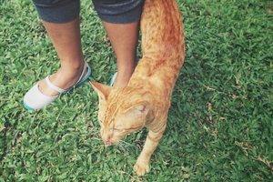 Kodėl katė trinasi į kojas: priežastis jus nustebins