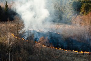 Patikslino, kada kieme draudžiama deginti lapus, šakas, sugrėbtus augalus, kitaip – baisios baudos
