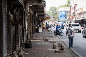 Turistų pamėgtame Tailando miestelyje – chaosas: pareigūnai bando suvaldyti savo tvarką įvedusias beždžiones