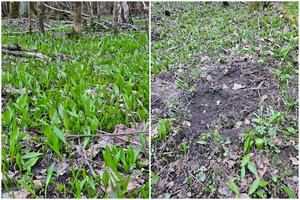 Miškuose vėl sužaliavus „vitaminų bomboms“ – specialistų įspėjimas: taip elgtis draudžiama