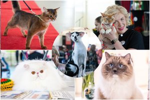 Kačių parodoje Kaune – felinologijos žvaigždės: pamatykite rečiausias ir net voveres primenančias murkles