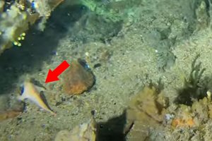 Prie laivo nuolaužų aptiko tai, ko nesitikėjo – retą žuvį su „rankomis“