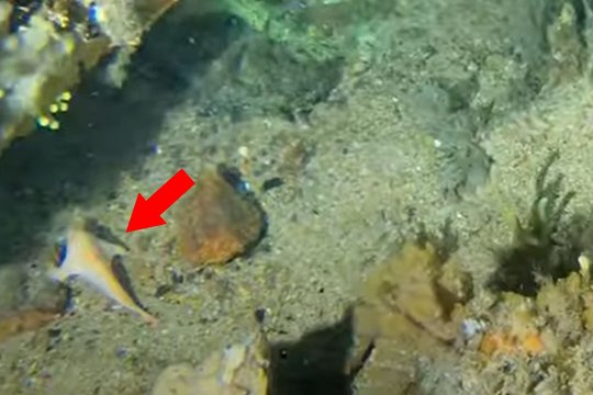 Prie laivo nuolaužų aptiko tai, ko nesitikėjo – retą žuvį su „rankomis“