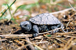 Gamtoje – tikras prabudimas: šiluma jau pažadino itin retus balinius vėžliukus