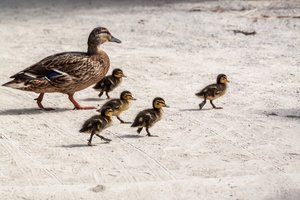 Gyvūnus valdo instinktai? Pasirodo, ne viskas taip paprasta