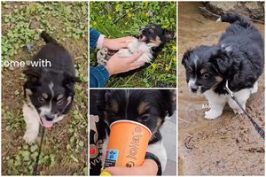 Vos nuo žemės matomas „kukulis“ – pilnas drąsos, greičio ir meilumo: augs nedidukas