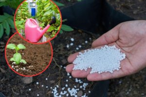 Ši trąša – reikalingiausia visiems augalams: būtina pasirūpinti atsargomis dabar, vėliau gali nelikti