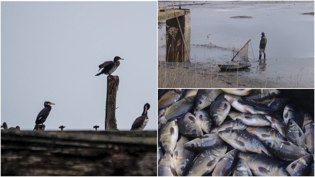 Kormoranai naikina žuvininkystės ūkius: žmonės pasipiktinę – siekia kuo skubesnės paukščių kontrolės