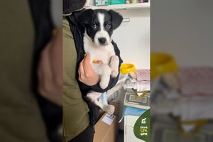 Dar namais kvepiantis šuniukas rastas išmestas Nemenčinės miškuose