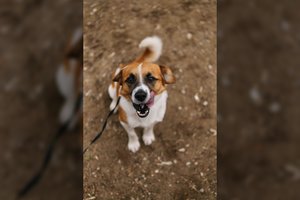 Bučiniais ir dainomis žmones pasitinkantis šuo trokšta tikrų namų: taptų pačiu ištikimiausiu draugu