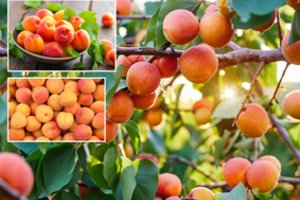 Abrikosas – mūsų soduose: kaip išsirinkti Lietuvos klimatui tinkančią veislę