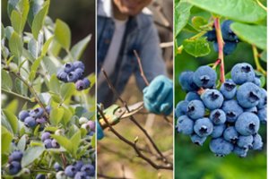 Šilauogių genėjimas: kada ir kaip tą daryti, kuo ypatinga „8 šakų taisyklė“?