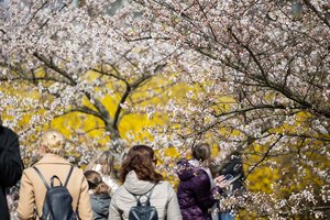 Savaitės orų prognozė: skubėkite pasidžiaugti – į Lietuvą plūstelėjusi vasariška šiluma ilgai neužsibus