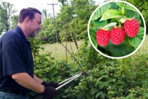 Jeigu to nepadarėte rudenį, dabar pats metas: avietės apsipils didelėmis uogomis