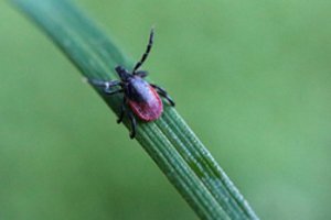 Pasiskiepyti – į vaistinę: ateina per pietų pertrauką, kartu atsiveda visą šeimą