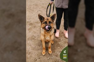 Žmones labai mylinti jauna kalytė trokšta šeimos: įspėja dėl diagnozės