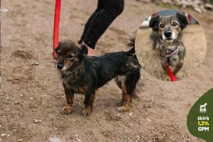 Draugiškai žmonėms ir gyvūnams Bairai – vos ketveri: kukli kalytė tobulėja kasdien