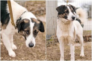 Nuostabus jaunuolis ieško namų: šis šuo – visiškai be minusų