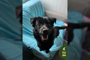 Kasdien bučiniais gelbėtojams dėkojantis jaunas šuo ieško namų: įspėja – neapsigaukite