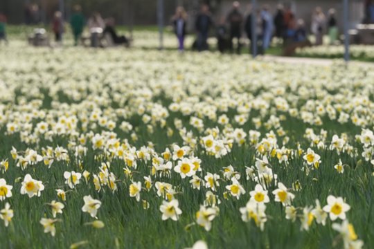 Narcizų žydėjimo šventė – pati gražiausia pavasario šventė Druskininkuose.
