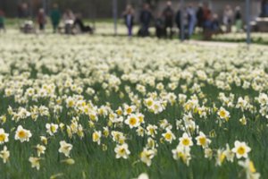 Druskininkuose – žydėjimo sprogimas, lydimas šviesų meno refleksijų ir muzikos sintezės