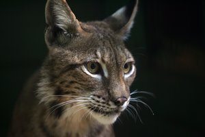 Surado itin neįprastą kapą – kaip čia atsidūrė lūšis ir šunys?