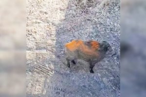 Tokia šerno drąsa stebino net miškininkus: kaulijo maisto, vijosi visureigį