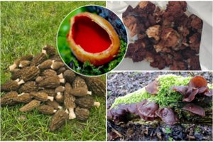 Lietuviai iš miškų jau grįžta su laimikiais: randa ne tik bobausių