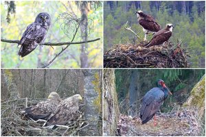 Rečiausius paukščius Lietuvoje jau galima stebėti iš arti: lizduose netrūksta ir išlikimo dramų