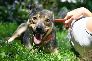 Kraujo baloje rasta kalytė iš Ukrainos ieško savo šeimos Lietuvoje: prarado koją ir viską, ką mylėjo