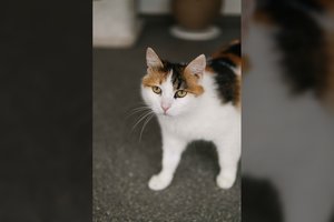 Žmonių pagalbos prašiusi katytė jos sulaukė: trokšta tik vieno