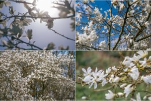 Skubėkite į Kėdainių r.: Skinderiškio parke visu grožiu skleidžiasi magnolijos