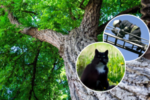 Aukštai medyje tupėjęs katinas išgąsdino daugiabučių gyventojus: gyvūną iš medžio iškrapštė ugniagesiai