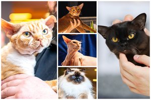 Pamatykite pačias rečiausias ir įspūdingiausias kates pasaulyje: kilmingos ir unikalios murklės vieši Lietuvoje