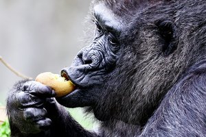 Seniausia pasaulyje gorila švenčia 67-ąjį gimtadienį