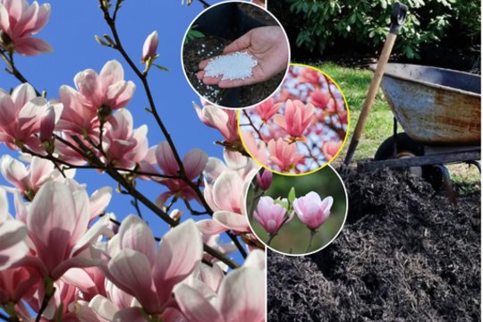 Kiekvieną pavasarį mus džiugina gausiai žydinčios įspūdingais ir prabangiais žiedais „apsipylusios“ magnolijos.