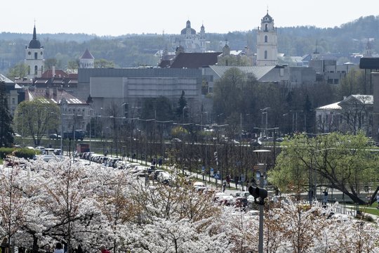 Vilnietę papiktino vaizdas prie sakurų: perspėja – už tai gresia baudos