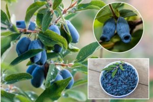 Augalas, kuris vis drąsiau randa vietą mūsų kiemuose: ne tik gražiai žydi, bet ir naudingas sveikatai