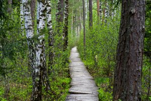 Beatodairiškai kertant planetai gyvybiškai svarbius miškus – žvilgsnis į Lietuvą: turime kelias problemas