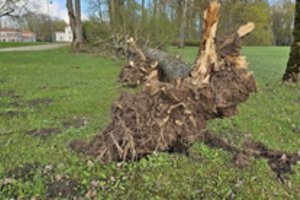 Didžiulis vėjas pridarė daug bėdų: medžius vertė ir ant namų, ir ant automobilių