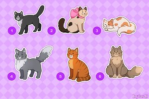 Pasirinkite katę – tai atskleidžia, koks esate žmogus